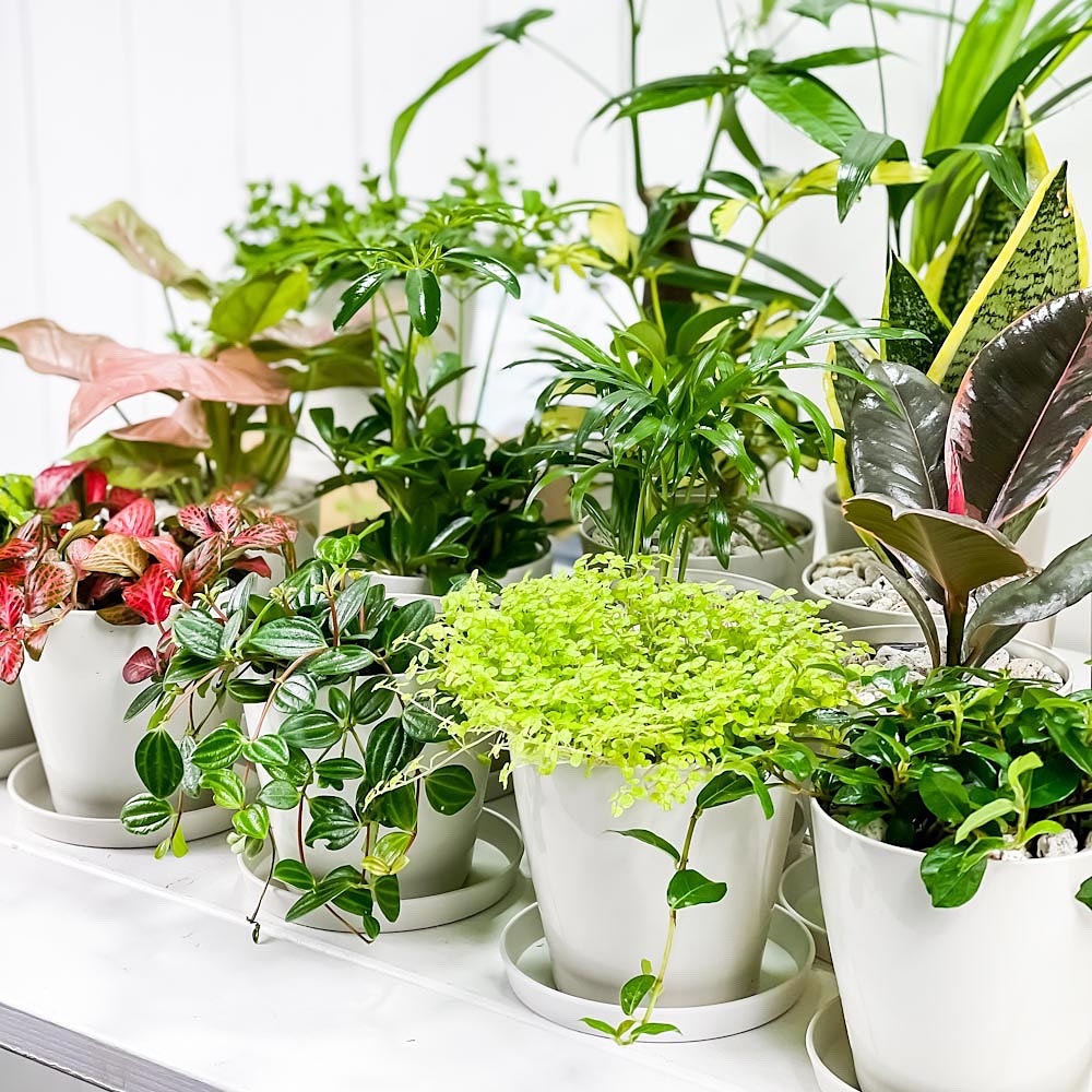 PLANCHU 観葉植物 お試しミニ観葉 5種セット 品種おまかせ 3.5号鉢 受け皿付き 育て方説明書付き