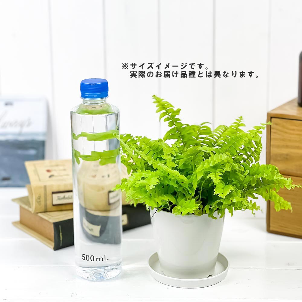 PLANCHU 観葉植物 お試しミニ観葉 5種セット 品種おまかせ 3.5号鉢 受け皿付き 育て方説明書付き