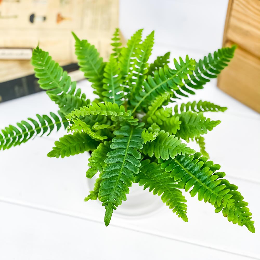 PLANCHU 観葉植物 ブレクナム スピカント 3.5号鉢 受け皿付き 育て方説明書付き Blechnum spicant シダ