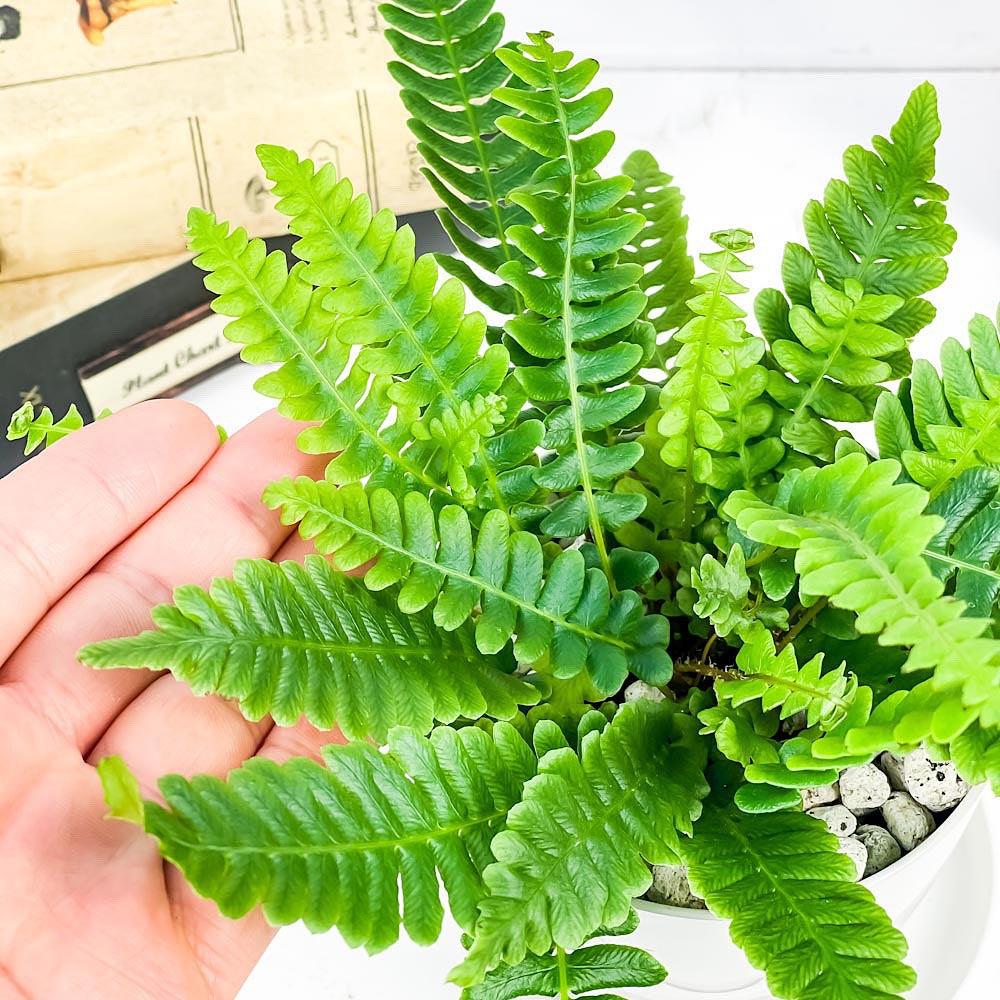 PLANCHU 観葉植物 ブレクナム スピカント 3.5号鉢 受け皿付き 育て方説明書付き Blechnum spicant シダ