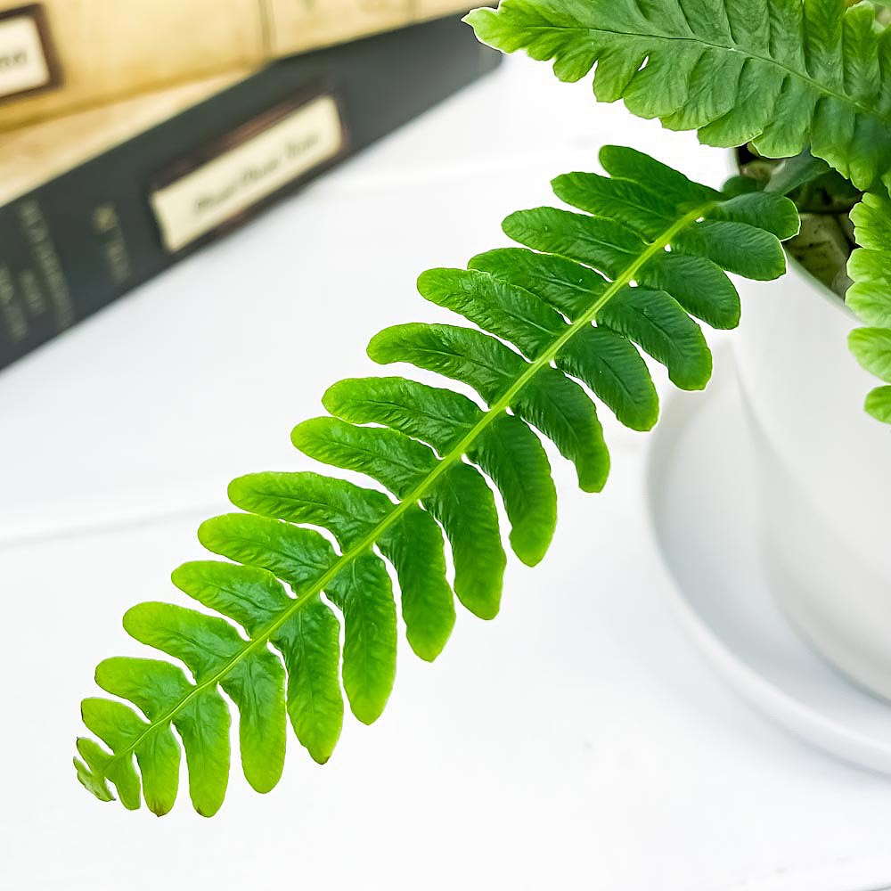 PLANCHU 観葉植物 ブレクナム スピカント 3.5号鉢 受け皿付き 育て方説明書付き Blechnum spicant シダ