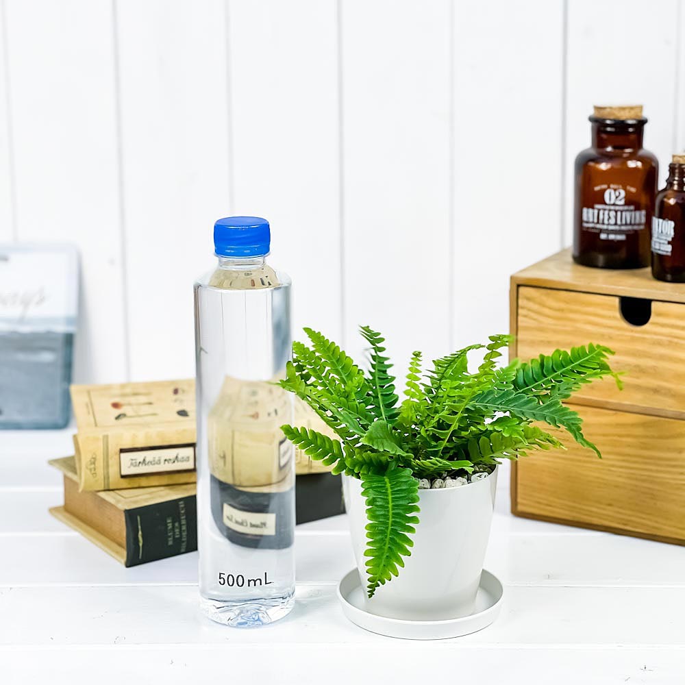 PLANCHU 観葉植物 ブレクナム スピカント 3.5号鉢 受け皿付き 育て方説明書付き Blechnum spicant シダ