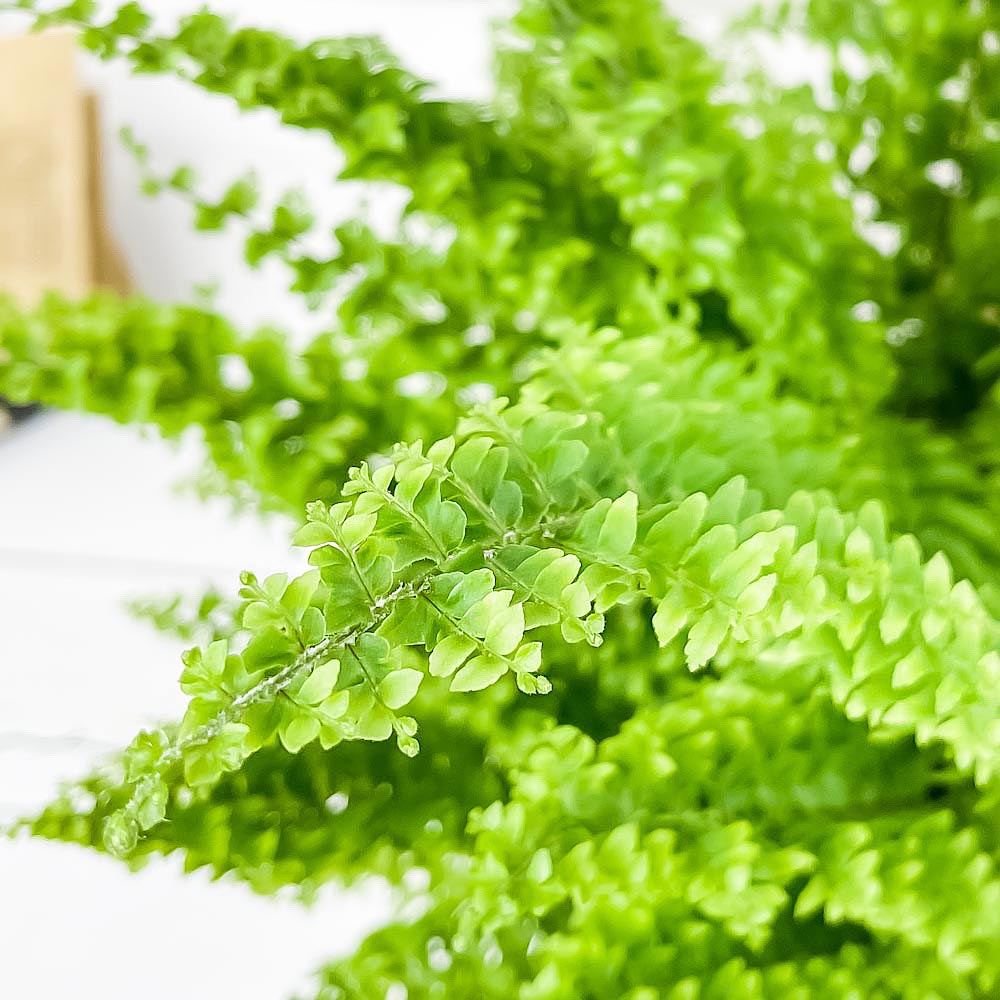 PLANCHU 観葉植物 ネフロレピス グリーンファンタジー 6号鉢 受け皿付き 育て方説明書付き Nephrolepis exaltata ‘Green Fantasy’ シダ ボストンファーン