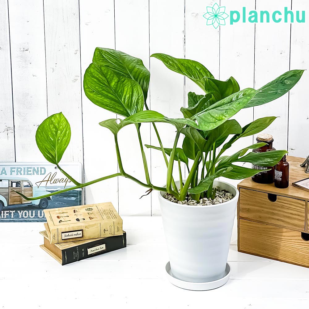 PLANCHU 観葉植物 モンステラ ジェイドウィング 6号鉢 受け皿付き 育て方説明書付き Monstera epipremoides ‘Jade Wing’
