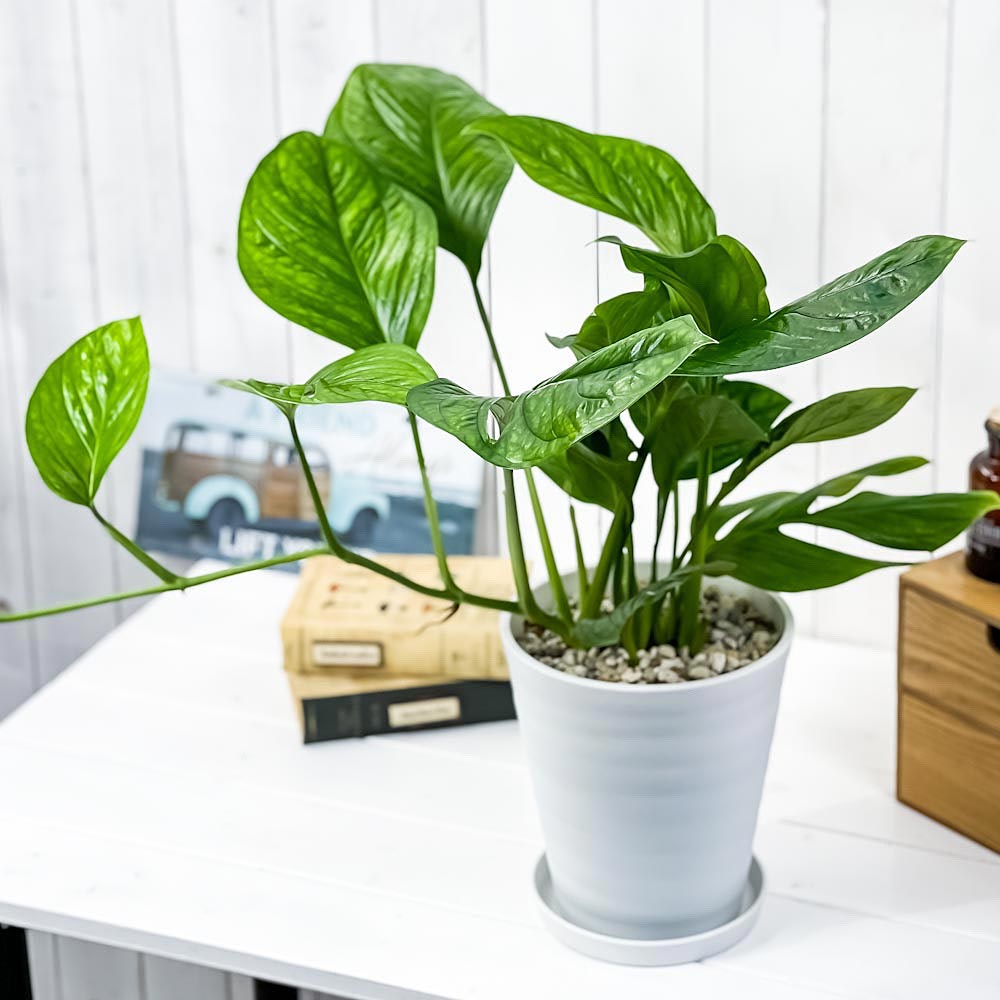 PLANCHU 観葉植物 モンステラ ジェイドウィング 6号鉢 受け皿付き 育て方説明書付き Monstera epipremoides ‘Jade Wing’