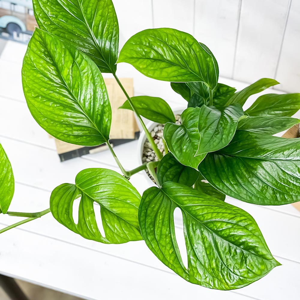 PLANCHU 観葉植物 モンステラ ジェイドウィング 6号鉢 受け皿付き 育て方説明書付き Monstera epipremoides ‘Jade Wing’