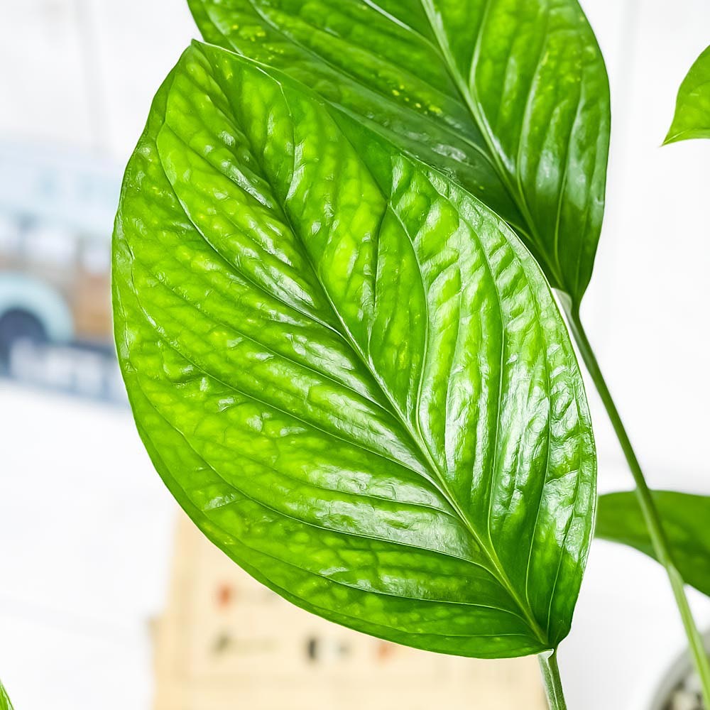 PLANCHU 観葉植物 モンステラ ジェイドウィング 6号鉢 受け皿付き 育て方説明書付き Monstera epipremoides ‘Jade Wing’
