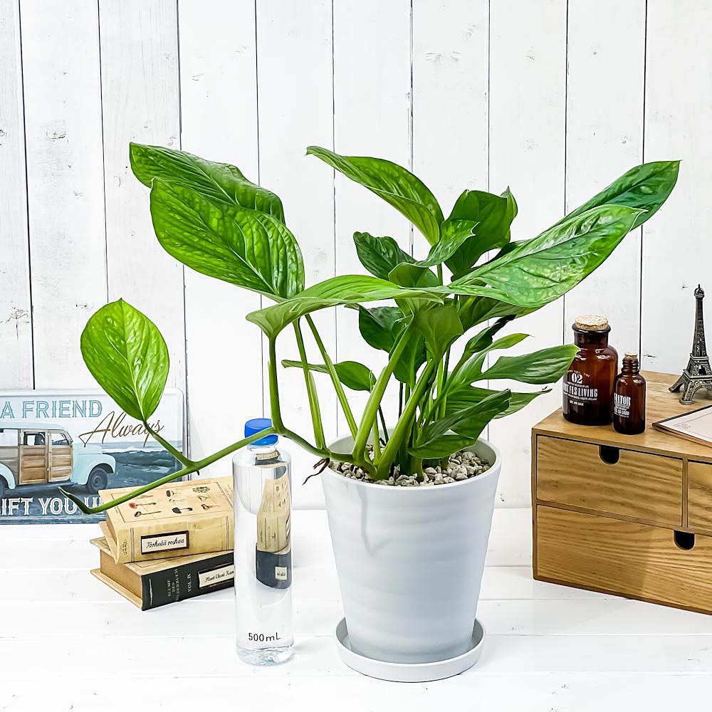 PLANCHU 観葉植物 モンステラ ジェイドウィング 6号鉢 受け皿付き 育て方説明書付き Monstera epipremoides ‘Jade Wing’
