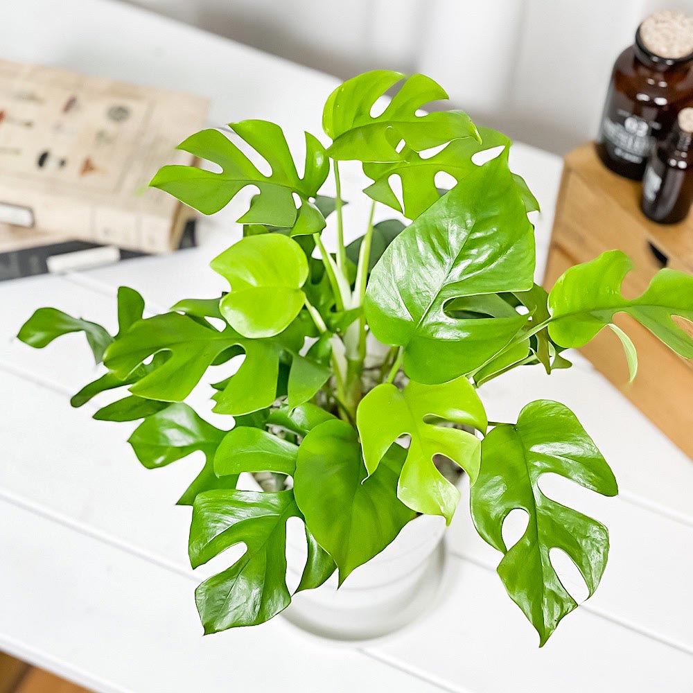 PLANCHU 観葉植物 ヒメモンステラ 5号鉢 受け皿付き 育て方説明書付き Rhaphidophora tetrasperma ラフィドフォラ テトラスペルマ モンステラ