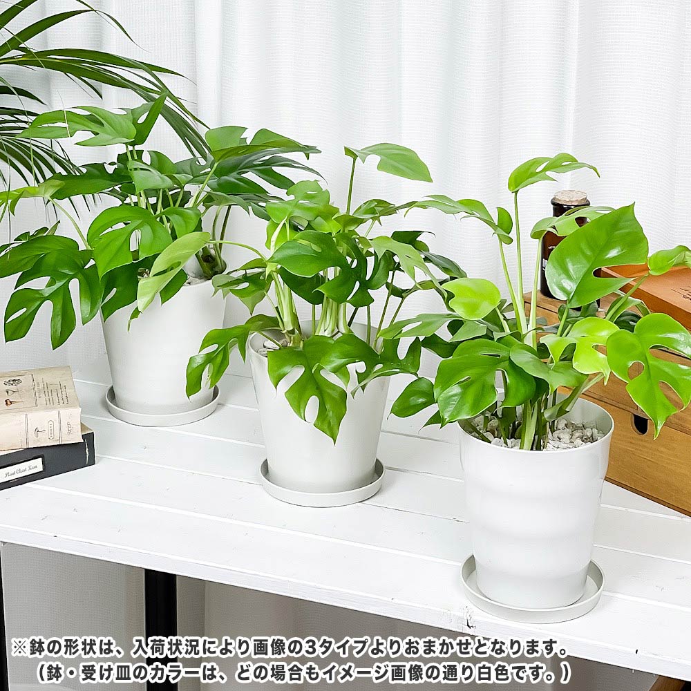 PLANCHU 観葉植物 ヒメモンステラ 5号鉢 受け皿付き 育て方説明書付き Rhaphidophora tetrasperma ラフィドフォラ テトラスペルマ モンステラ