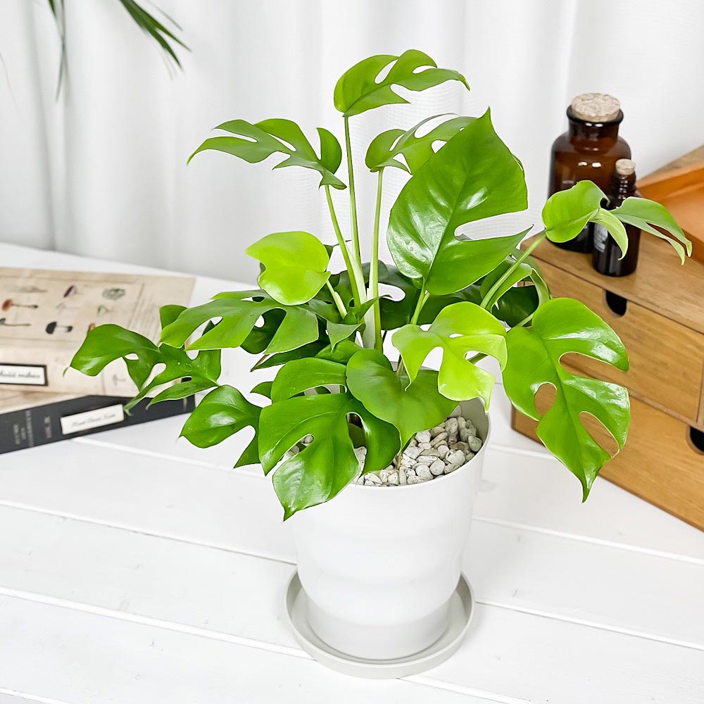PLANCHU 観葉植物 ヒメモンステラ 5号鉢 受け皿付き 育て方説明書付き Rhaphidophora tetrasperma ラフィドフォラ モンステラ アロイド