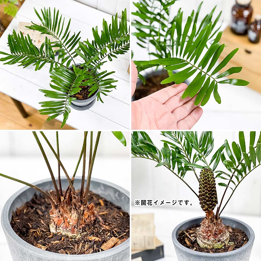 PLANCHU 観葉植物 ザミア フロリダーナ 5号樹脂鉢 ダークグレー サスティー付き 受け皿付き 育て方説明書付き Zamia floridana メキシコソテツ 蘇鉄 生きた化石