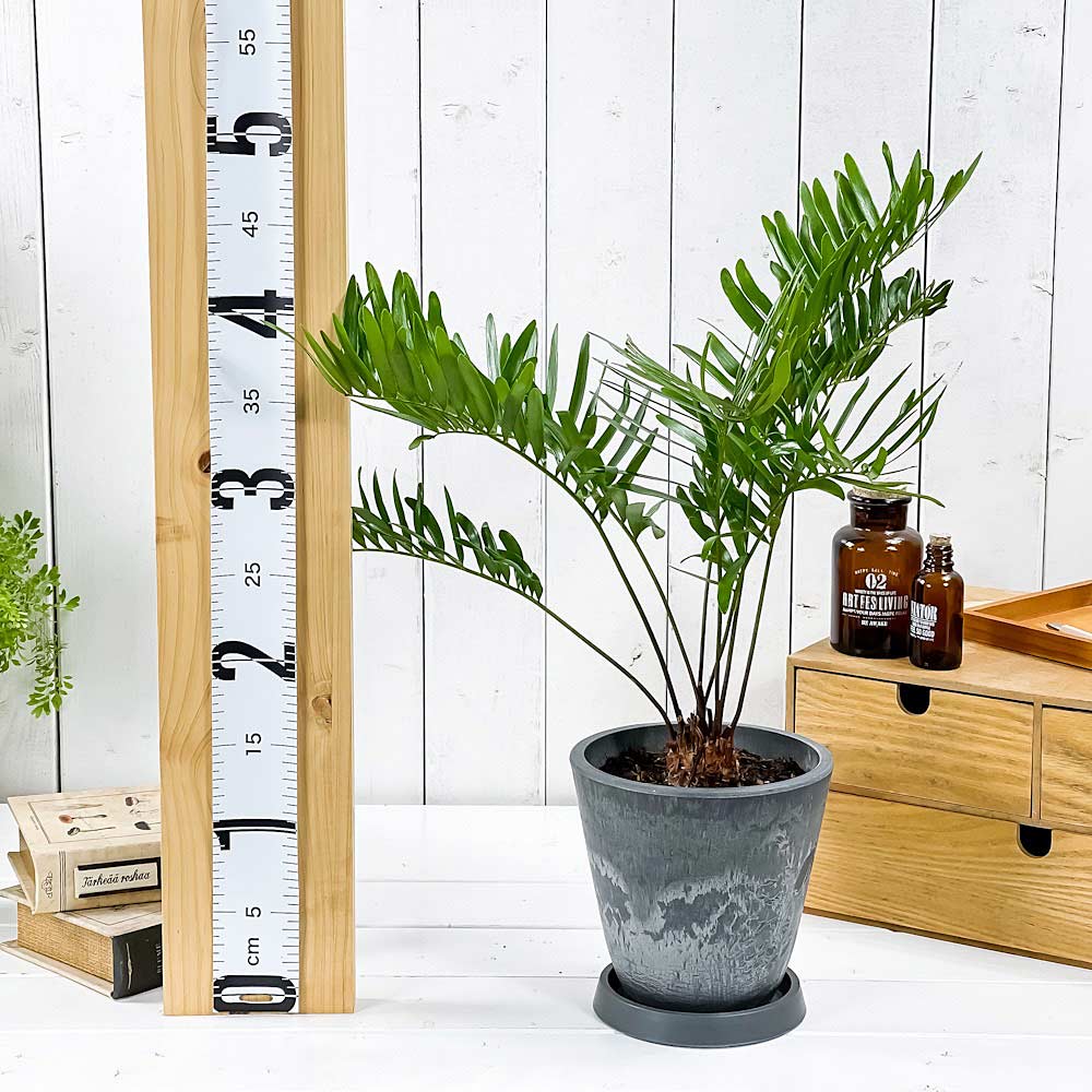 PLANCHU 観葉植物 ザミア フロリダーナ 5号樹脂鉢 ダークグレー サスティー付き 受け皿付き 育て方説明書付き Zamia floridana メキシコソテツ 蘇鉄 生きた化石