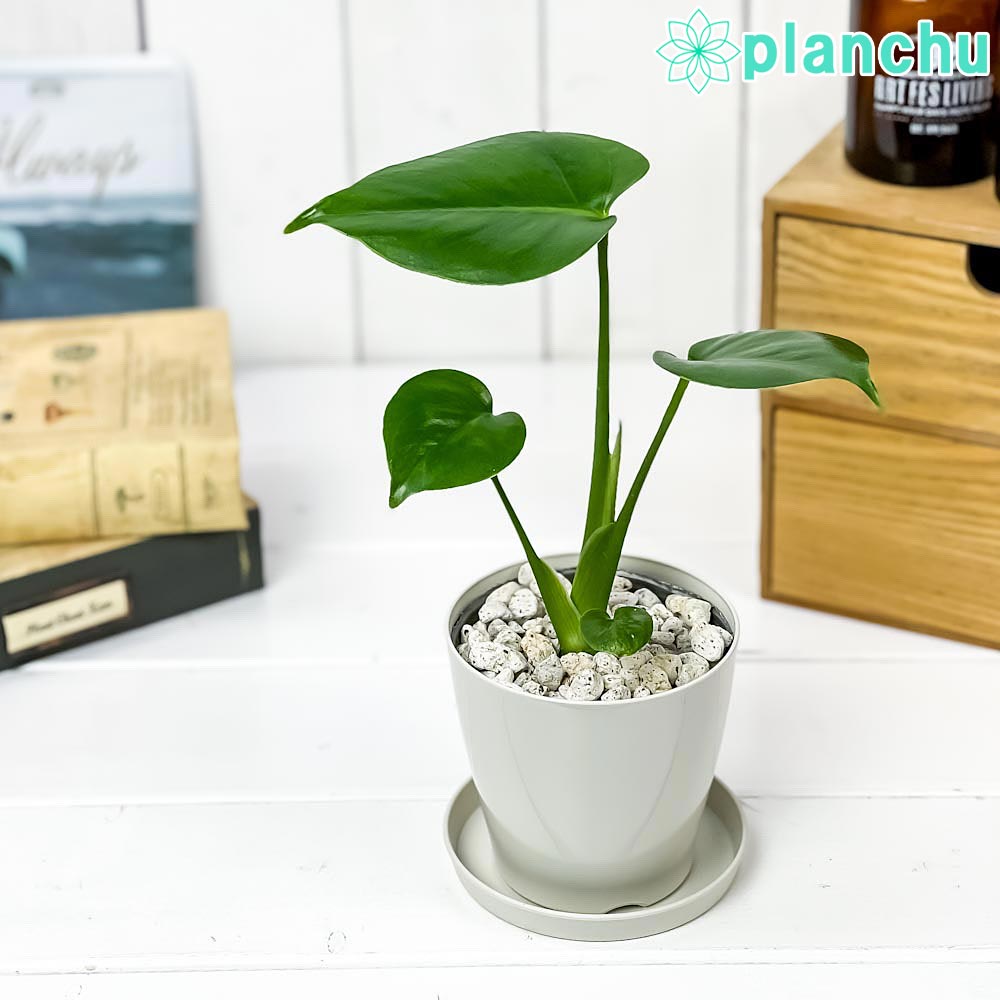PLANCHU 観葉植物 モンステラ 3.5号鉢 受け皿付き 育て方説明書付き Monstera