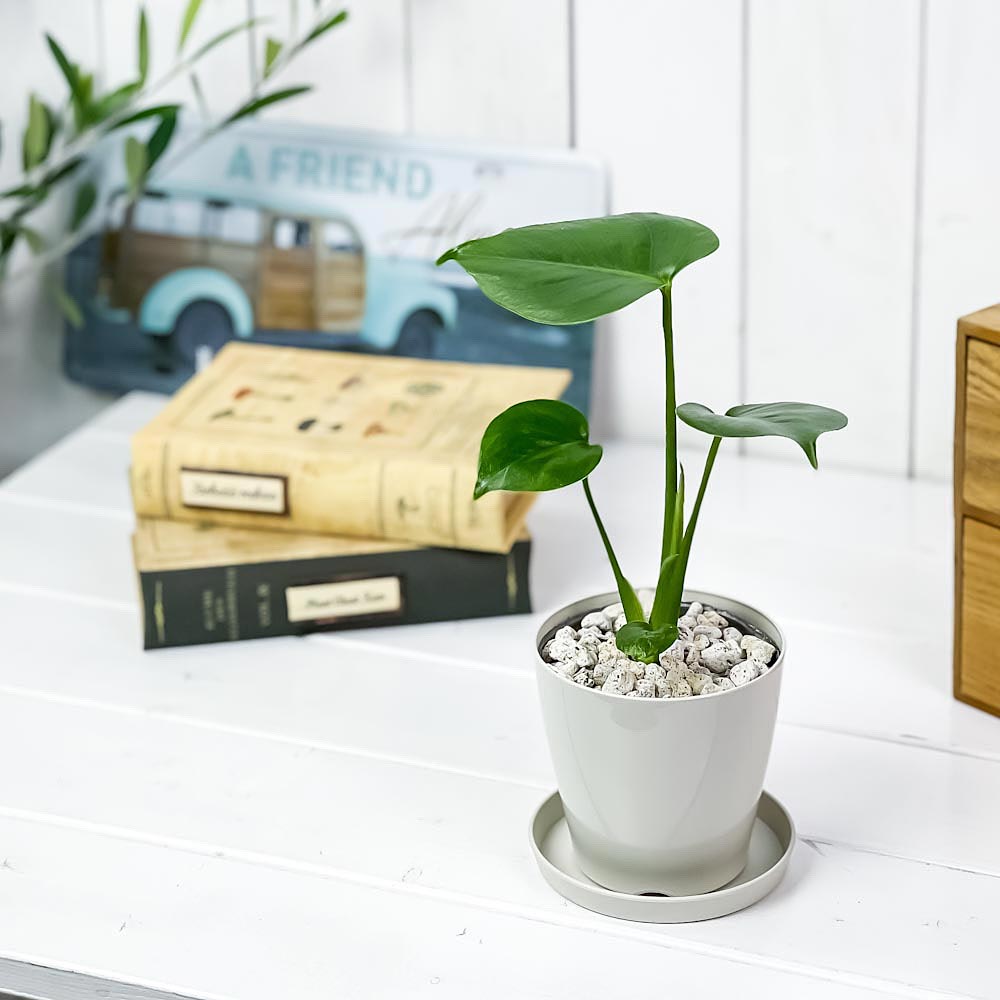 PLANCHU 観葉植物 モンステラ 3.5号鉢 受け皿付き 育て方説明書付き Monstera