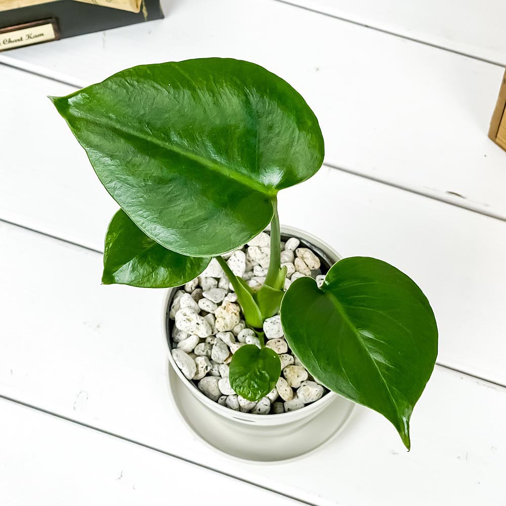 PLANCHU 観葉植物 モンステラ 3.5号鉢 受け皿付き 育て方説明書付き Monstera