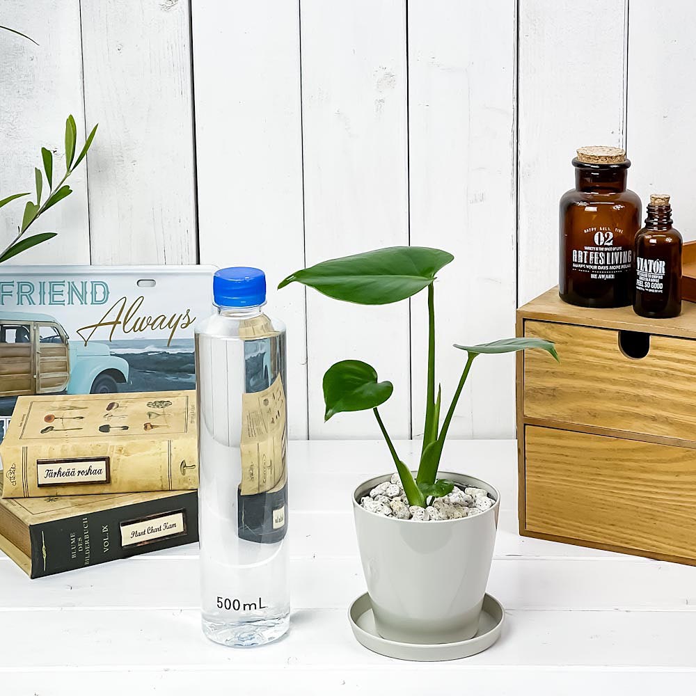 PLANCHU 観葉植物 モンステラ 3.5号鉢 受け皿付き 育て方説明書付き Monstera