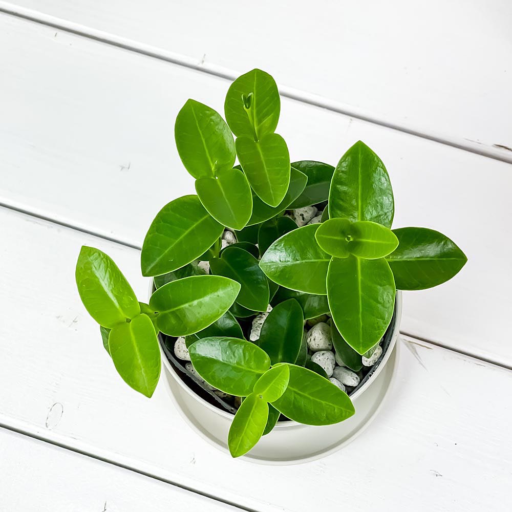 PLANCHU 観葉植物 ホヤ クミンギアナ 3.5号鉢 受け皿付き 育て方説明書付き Hoya cumingiana クミンギアーナ ガガイモ サクララン 桜蘭