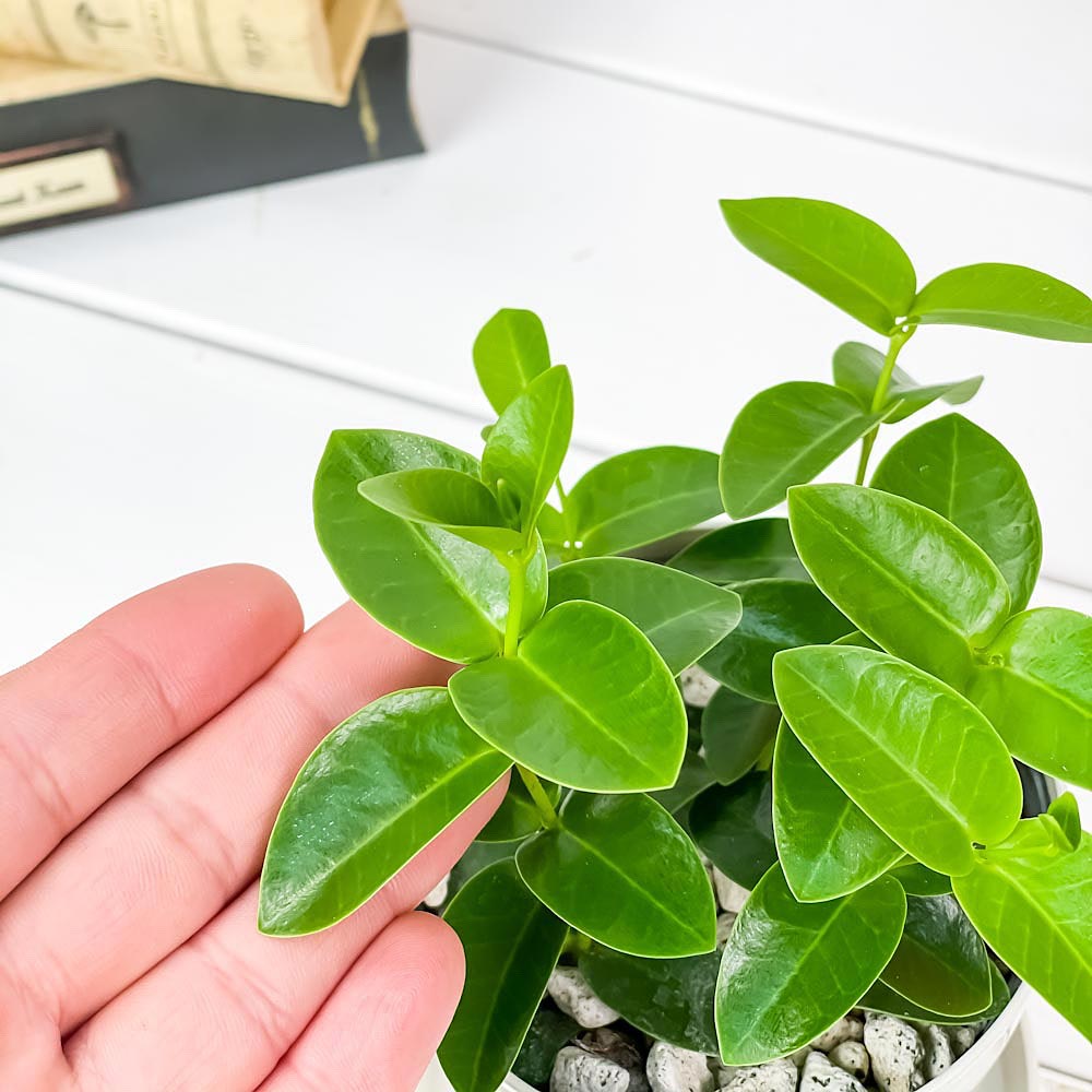PLANCHU 観葉植物 ホヤ クミンギアナ 3.5号鉢 受け皿付き 育て方説明書付き Hoya cumingiana クミンギアーナ ガガイモ サクララン 桜蘭