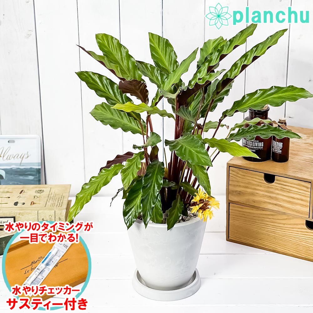 PLANCHU 観葉植物 カラテア ルフィバルバ 5号樹脂鉢 ホワイト サスティー付き 受け皿付き 育て方説明書付き Calathea rufibarba