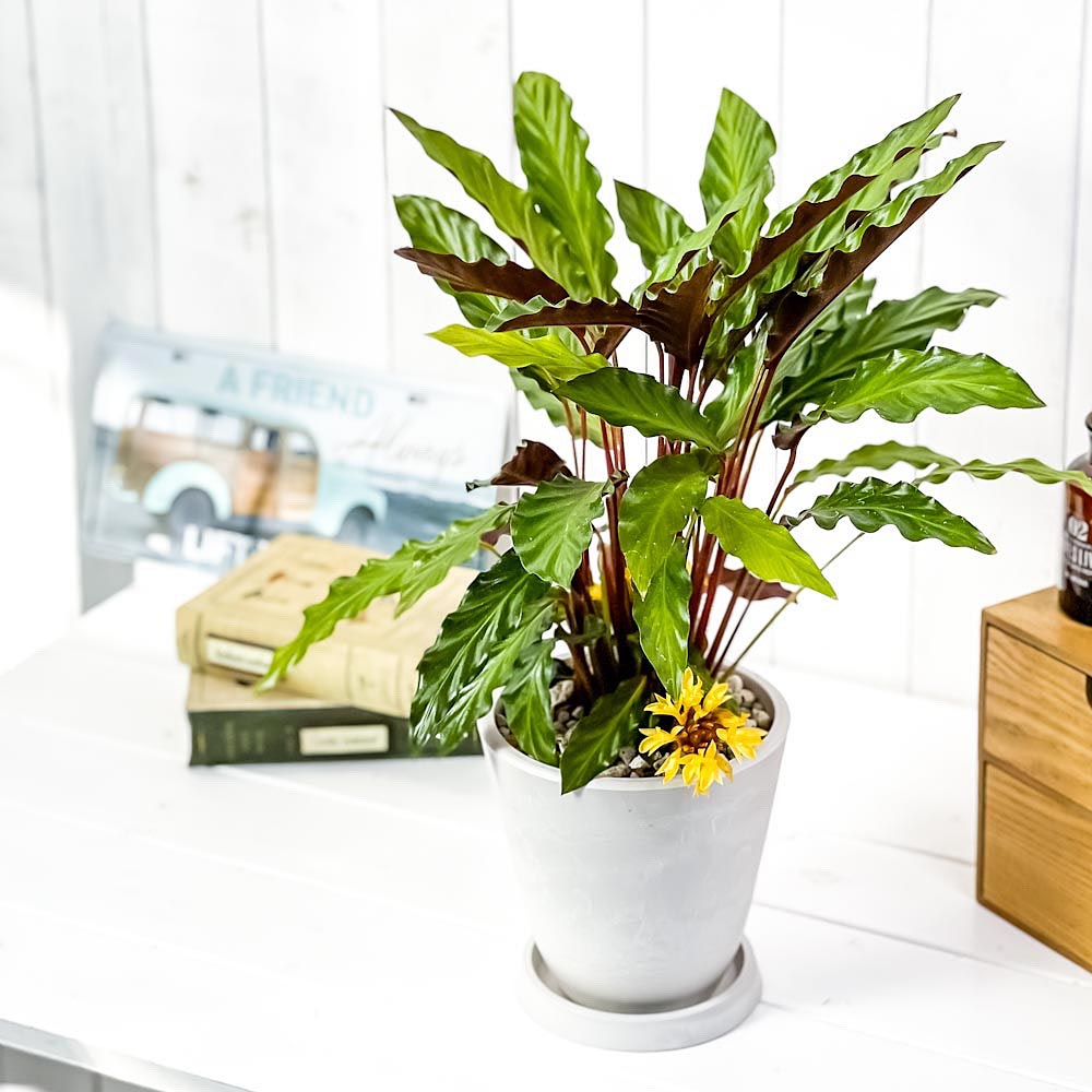 PLANCHU 観葉植物 カラテア ルフィバルバ 5号樹脂鉢 ホワイト サスティー付き 受け皿付き 育て方説明書付き Calathea rufibarba