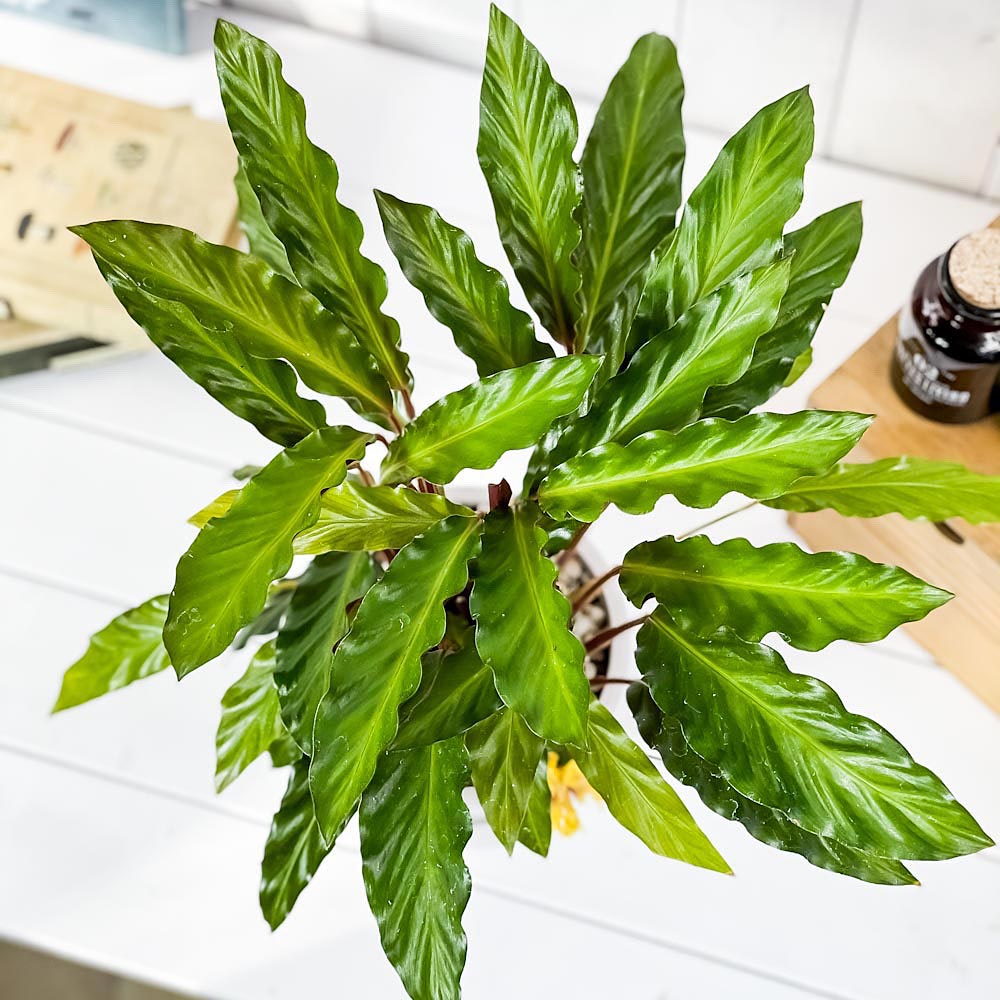 PLANCHU 観葉植物 カラテア ルフィバルバ 5号樹脂鉢 ホワイト サスティー付き 受け皿付き 育て方説明書付き Calathea rufibarba