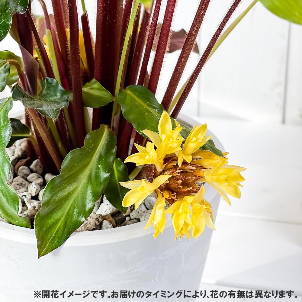 PLANCHU 観葉植物 カラテア ルフィバルバ 5号樹脂鉢 ホワイト サスティー付き 受け皿付き 育て方説明書付き Calathea rufibarba