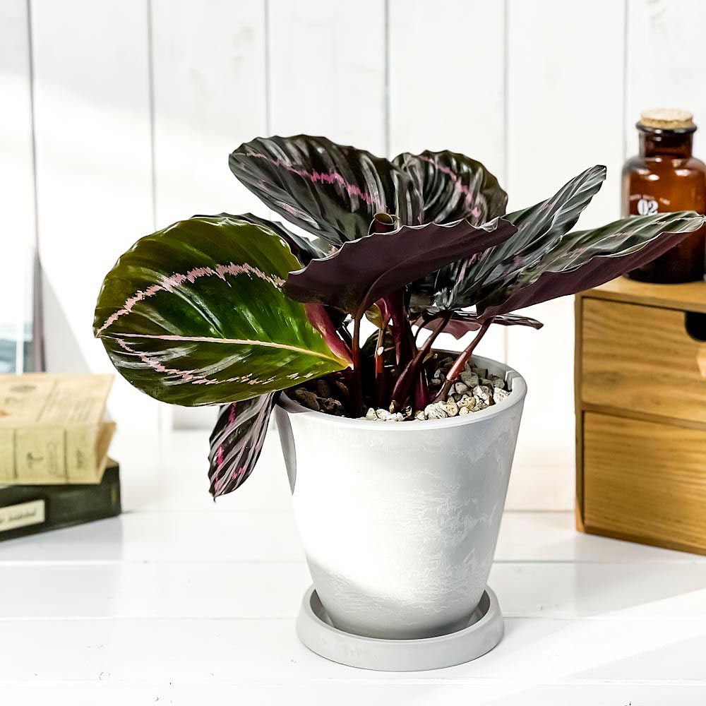 PLANCHU 観葉植物 カラテア ドッティ 5号樹脂鉢 ホワイト サスティー付き 受け皿付き 育て方説明書付き Calathea roseopicta ‘Dottie’