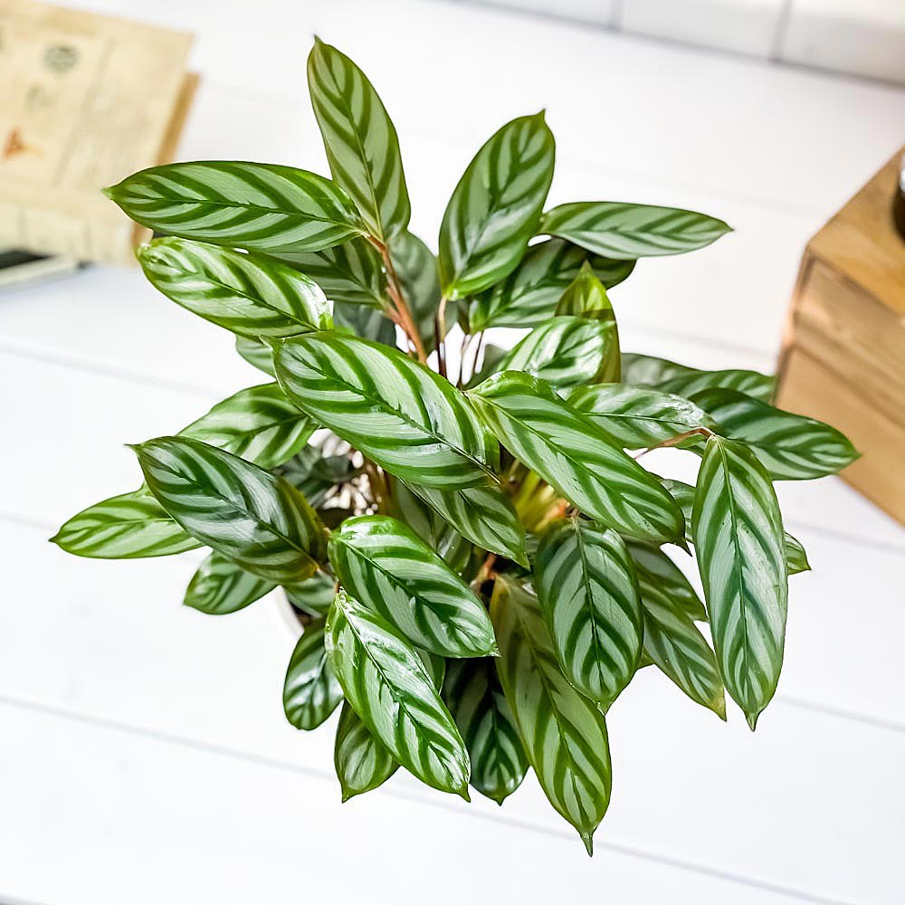 PLANCHU 観葉植物 カラテア セトサ 5号樹脂鉢 ホワイト サスティー付き 受け皿付き 育て方説明書付き Ctenanthe setosa クテナンテ