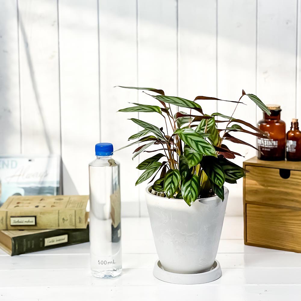 PLANCHU 観葉植物 カラテア セトサ 5号樹脂鉢 ホワイト サスティー付き 受け皿付き 育て方説明書付き Ctenanthe setosa クテナンテ