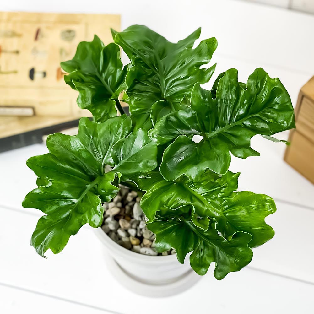 PLANCHU 観葉植物 フィロデンドロン セローム スーパーアトム 5号樹脂鉢 ホワイト サスティー付き 受け皿付き 育て方説明書付き Philodendron selloum cv.