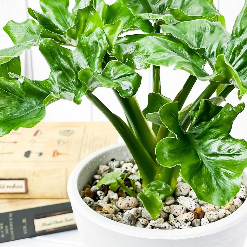 PLANCHU 観葉植物 フィロデンドロン セローム スーパーアトム 5号樹脂鉢 ホワイト サスティー付き 受け皿付き 育て方説明書付き Philodendron selloum cv.