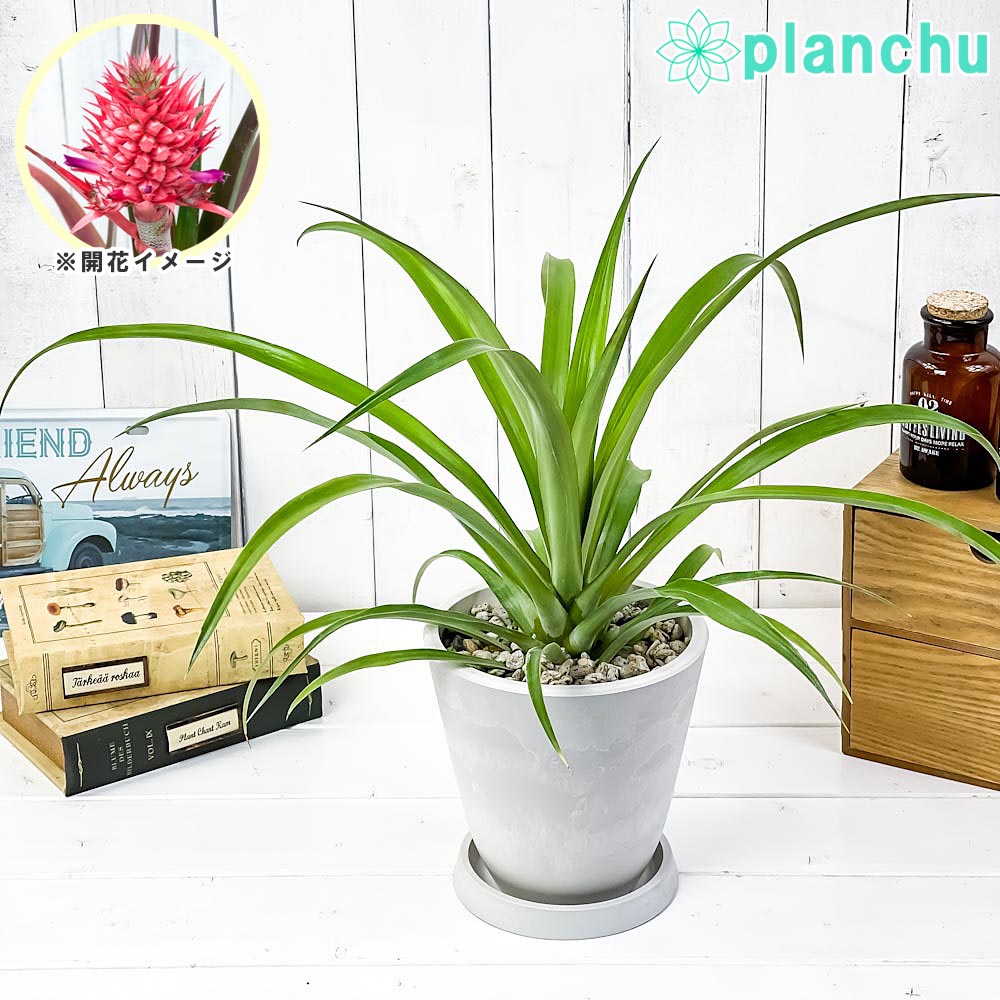 PLANCHU 観葉植物 アナナス サンゴパイン 5号樹脂鉢 ホワイト サスティー付き 受け皿付き 育て方説明書付き Ananas cv. パイナップル 花パイン ブロメリア