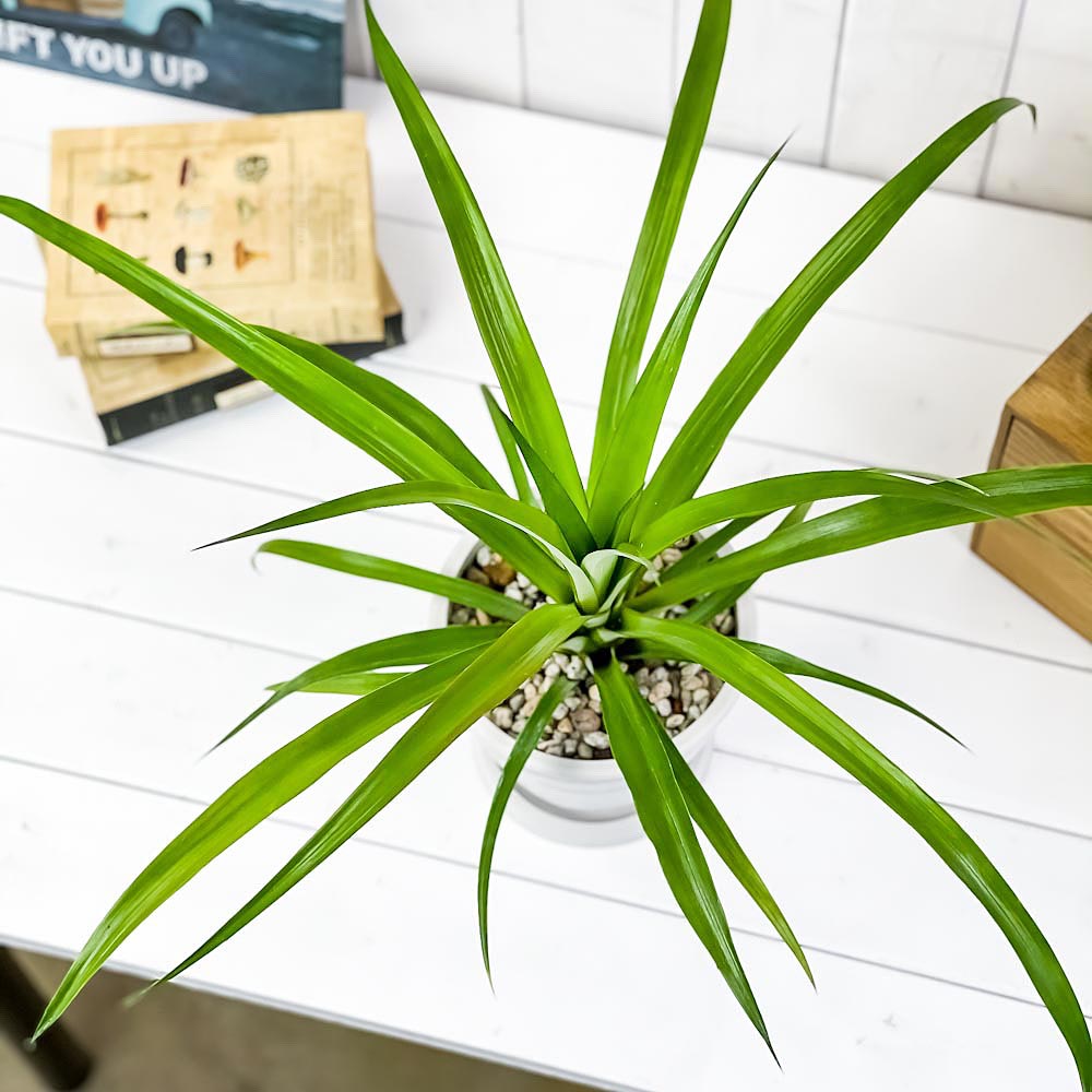 PLANCHU 観葉植物 アナナス サンゴパイン 5号樹脂鉢 ホワイト サスティー付き 受け皿付き 育て方説明書付き Ananas cv. パイナップル 花パイン ブロメリア