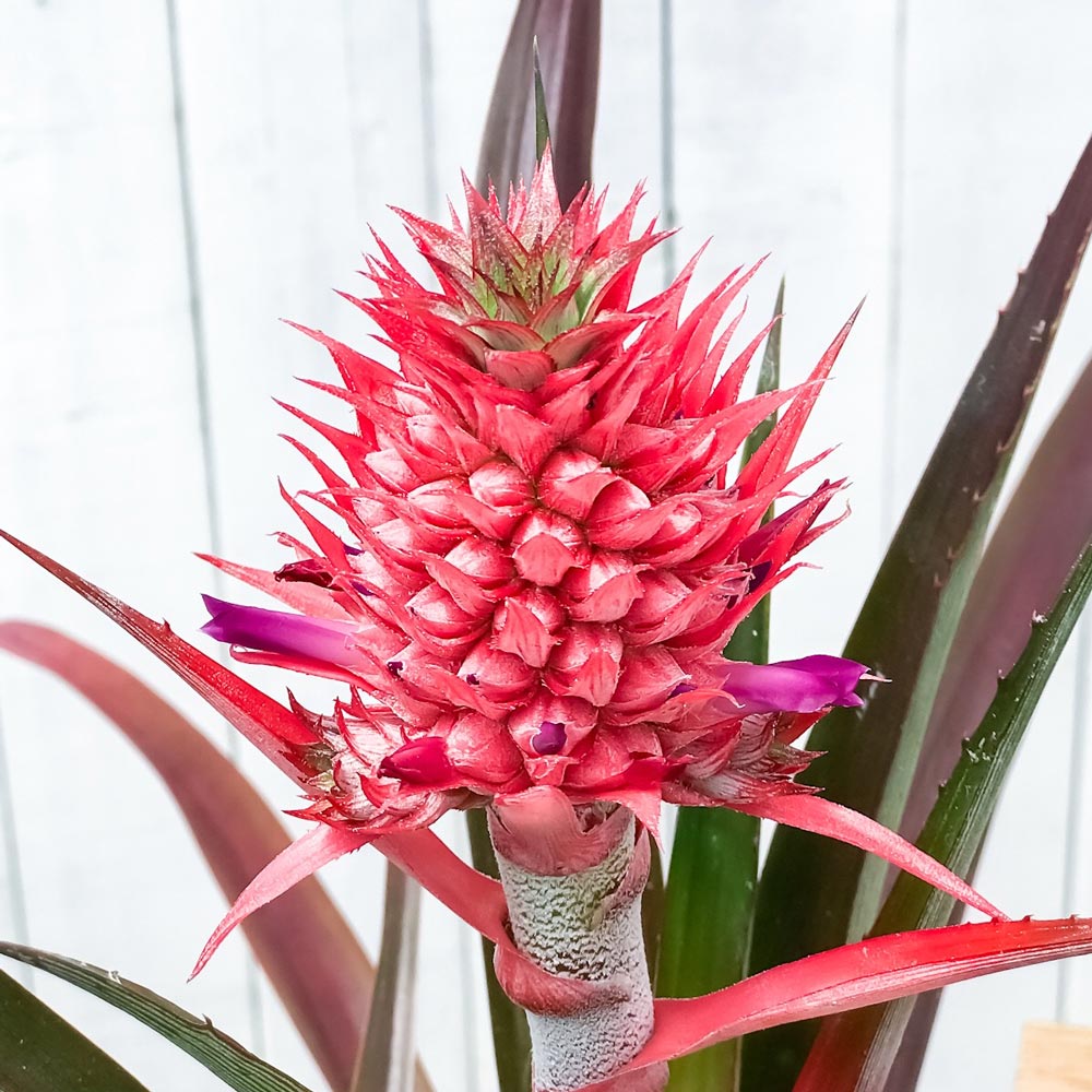 PLANCHU 観葉植物 アナナス サンゴパイン 5号樹脂鉢 ホワイト サスティー付き 受け皿付き 育て方説明書付き Ananas cv. パイナップル 花パイン ブロメリア