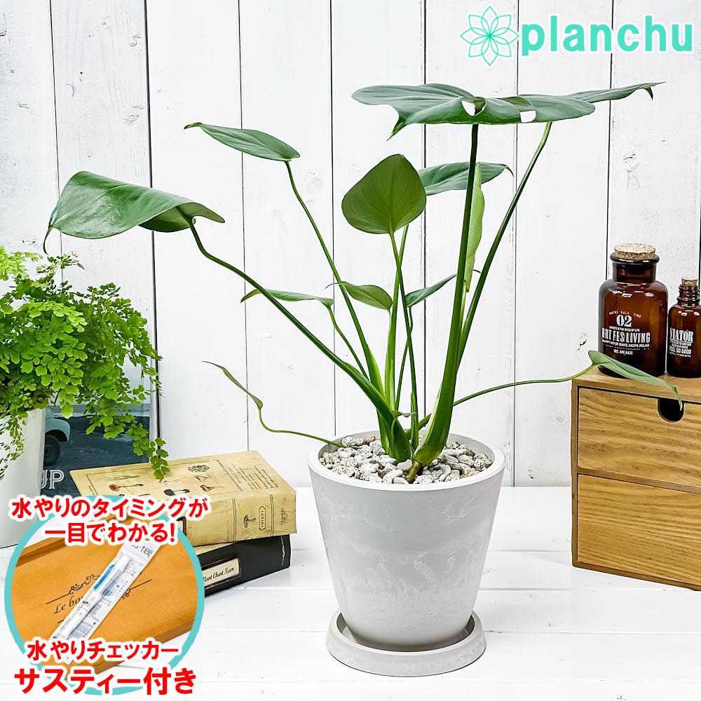 PLANCHU 観葉植物 モンステラ 5号樹脂鉢 ホワイト サスティー付き 受け皿付き 育て方説明書付き Monstera アロイド