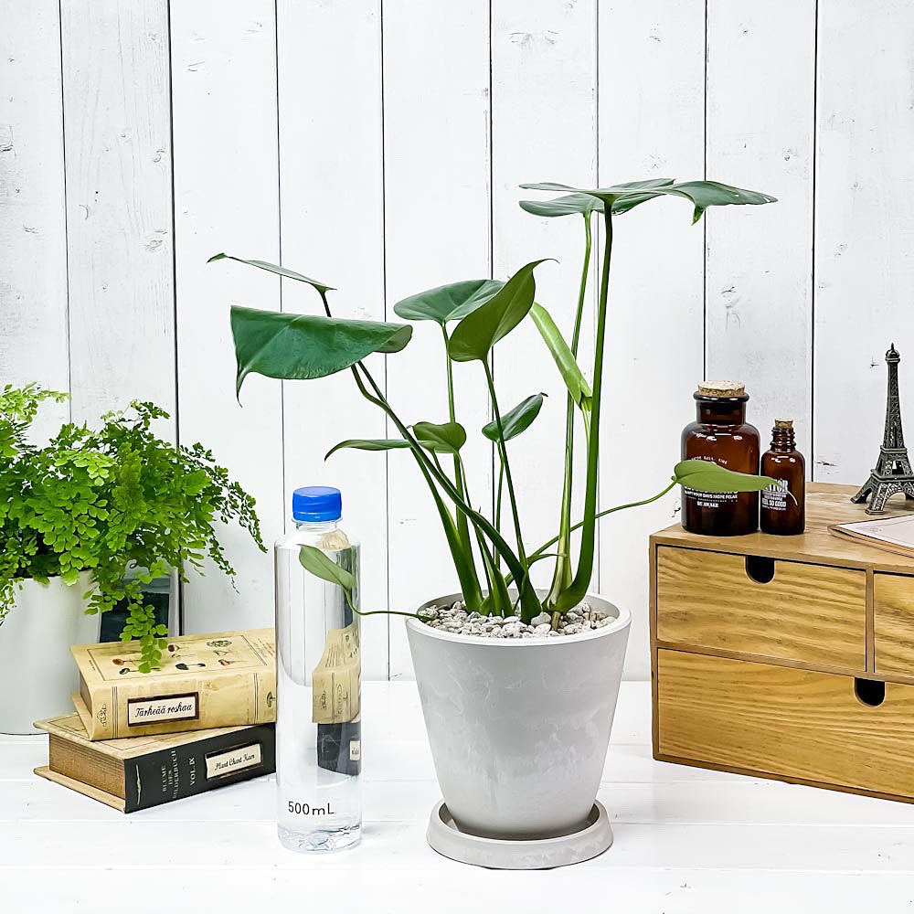 PLANCHU 観葉植物 モンステラ 5号樹脂鉢 ホワイト サスティー付き 受け皿付き 育て方説明書付き Monstera アロイド
