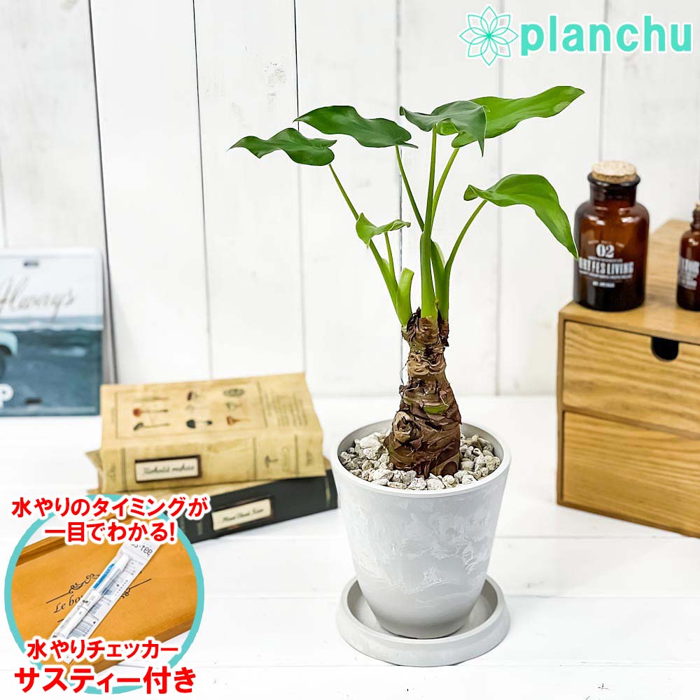 PLANCHU 観葉植物 アロカシア シマクワズイモ 4号樹脂鉢 ホワイト サスティー付き 受け皿付き 育て方説明書付き Alocasia cucullata アロイド