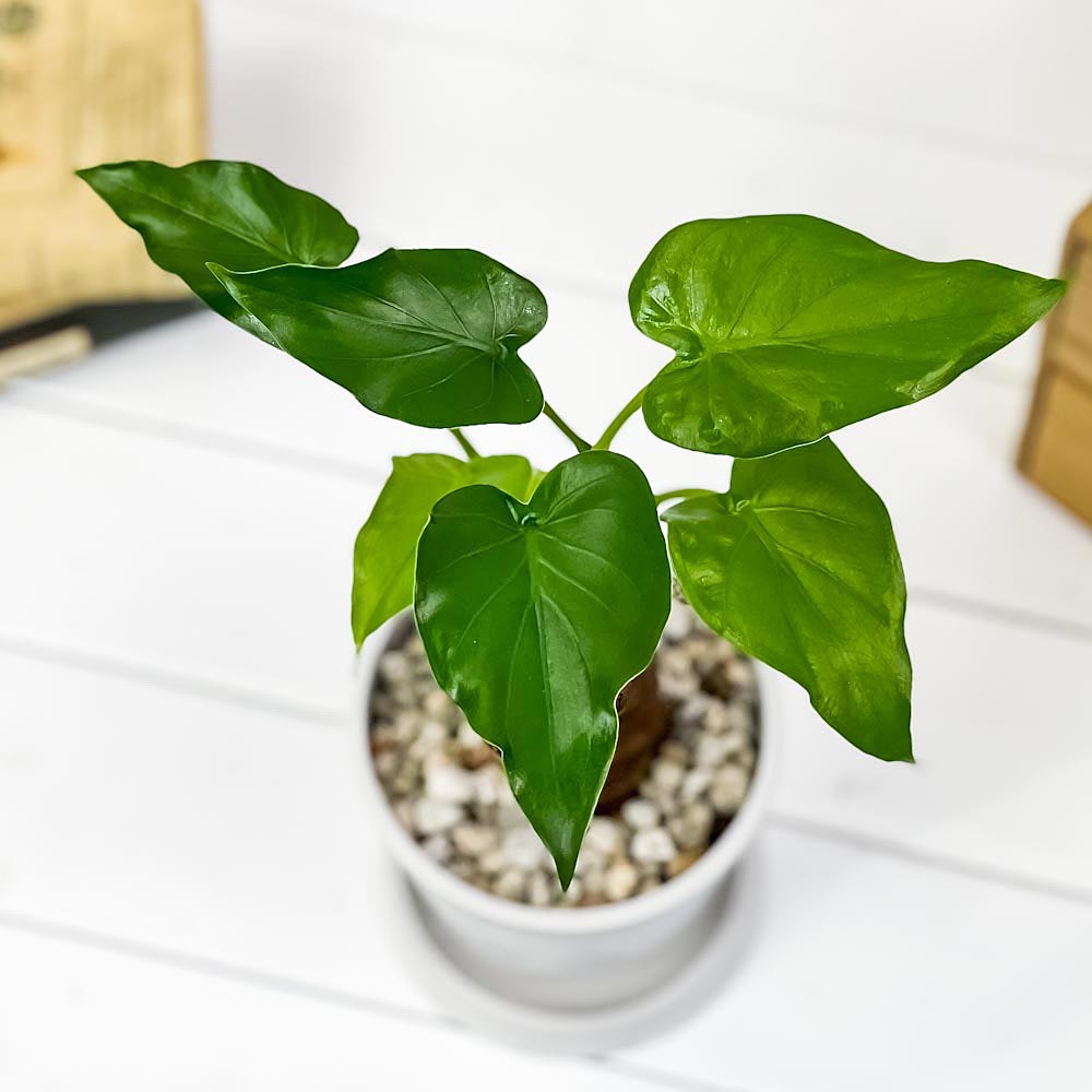 PLANCHU 観葉植物 アロカシア シマクワズイモ 4号樹脂鉢 ホワイト サスティー付き 受け皿付き 育て方説明書付き Alocasia cucullata アロイド