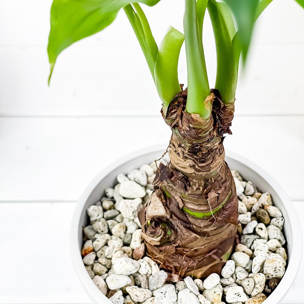 PLANCHU 観葉植物 アロカシア シマクワズイモ 4号樹脂鉢 ホワイト サスティー付き 受け皿付き 育て方説明書付き Alocasia cucullata アロイド
