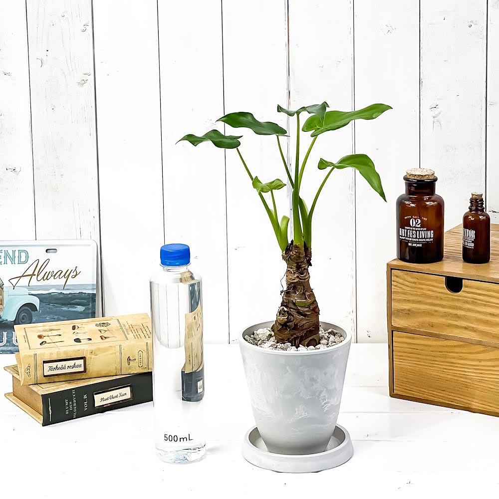 PLANCHU 観葉植物 アロカシア シマクワズイモ 4号樹脂鉢 ホワイト サスティー付き 受け皿付き 育て方説明書付き Alocasia cucullata アロイド