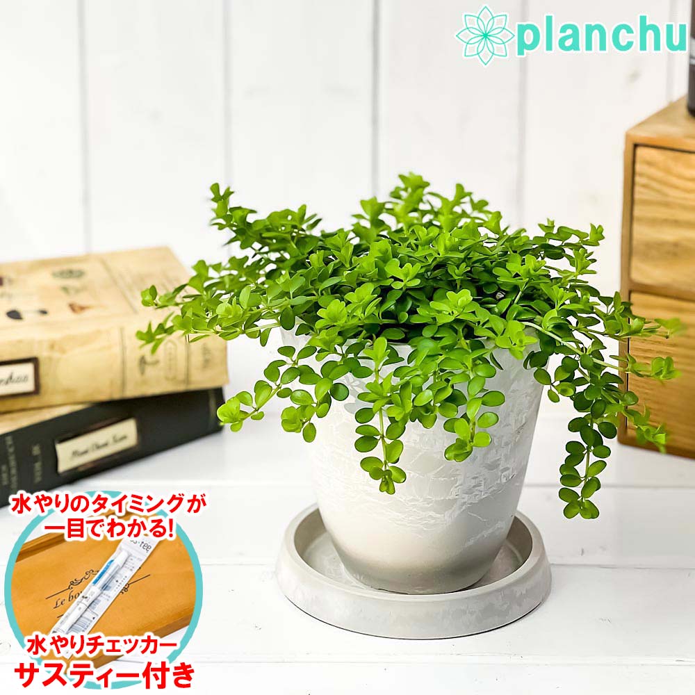 PLANCHU 観葉植物 ペペロミア デピーナ 4号樹脂鉢 ホワイト サスティー付き 受け皿付き 育て方説明書付き Peperomia deppeana アロマペペ
