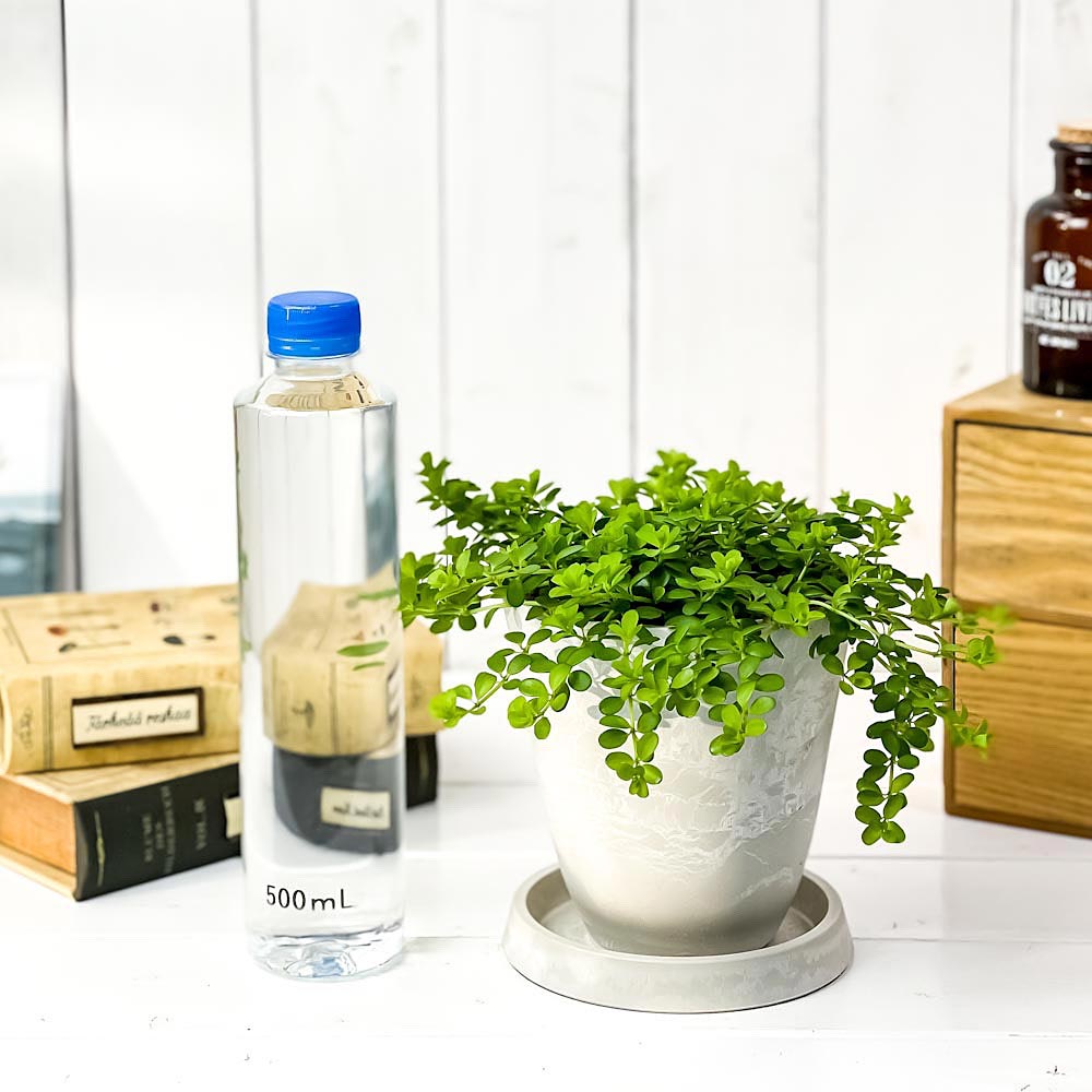 PLANCHU 観葉植物 ペペロミア デピーナ 4号樹脂鉢 ホワイト サスティー付き 受け皿付き 育て方説明書付き Peperomia deppeana アロマペペ