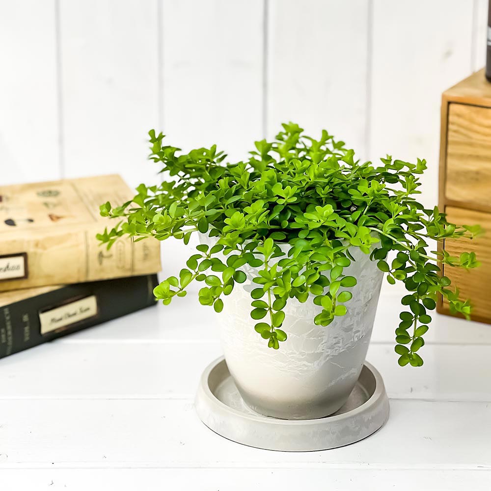 PLANCHU 観葉植物 ペペロミア デピーナ 4号樹脂鉢 ホワイト サスティー付き 受け皿付き 育て方説明書付き Peperomia deppeana アロマペペ