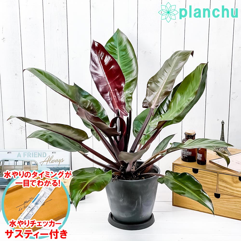 PLANCHU 観葉植物 フィロデンドロン サンレッド 6号樹脂鉢 ダークグレー 受け皿付き 育て方説明書付き Philodendron ‘Sun Red’ 充実株 アロイド