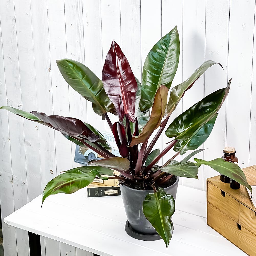 PLANCHU 観葉植物 フィロデンドロン サンレッド 6号樹脂鉢 ダークグレー 受け皿付き 育て方説明書付き Philodendron ‘Sun Red’ 充実株 アロイド