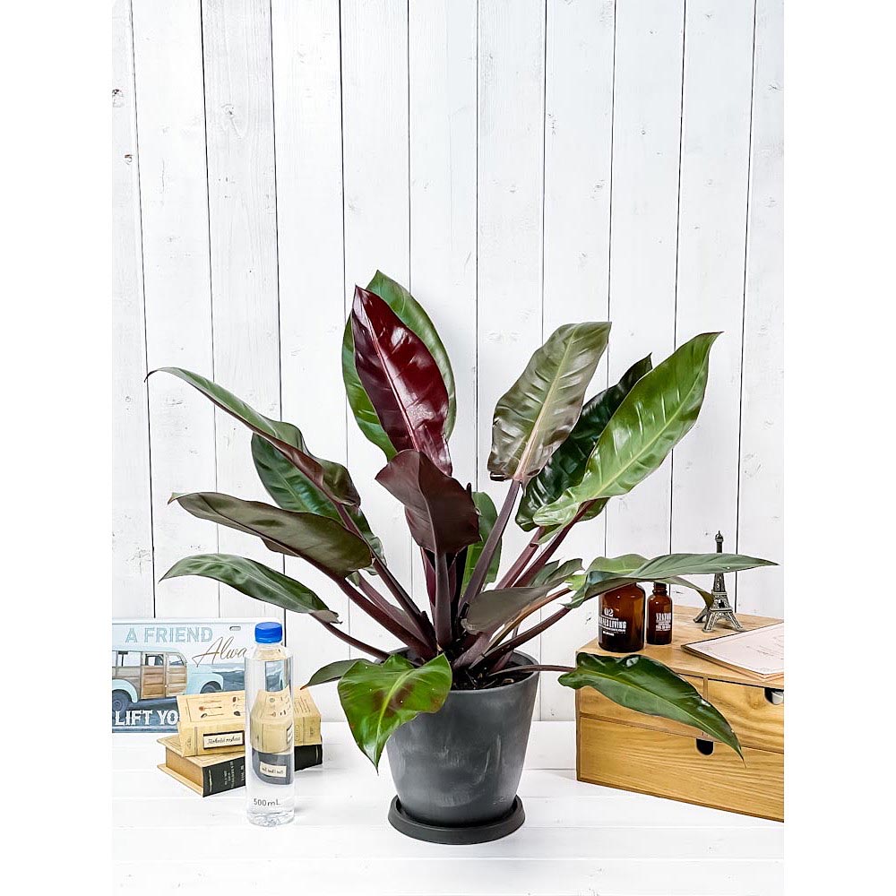 PLANCHU 観葉植物 フィロデンドロン サンレッド 6号樹脂鉢 ダークグレー 受け皿付き 育て方説明書付き Philodendron ‘Sun Red’ 充実株 アロイド