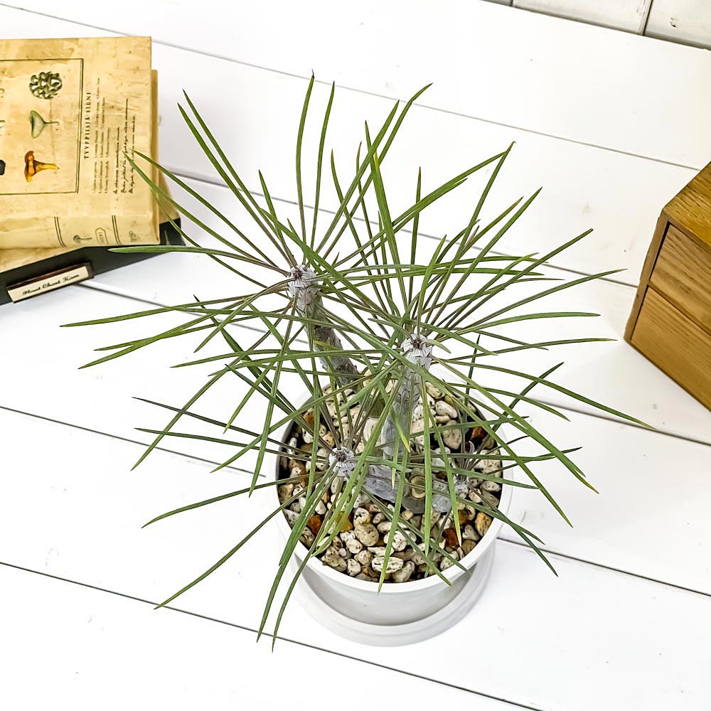 PLANCHU 観葉植物 モンキーツリー 4号樹脂鉢 ホワイト 2鉢セット サスティー付き 受け皿付き 育て方説明書付き Senecio kleinia neriifolia セネシオ クレイニア 天竜