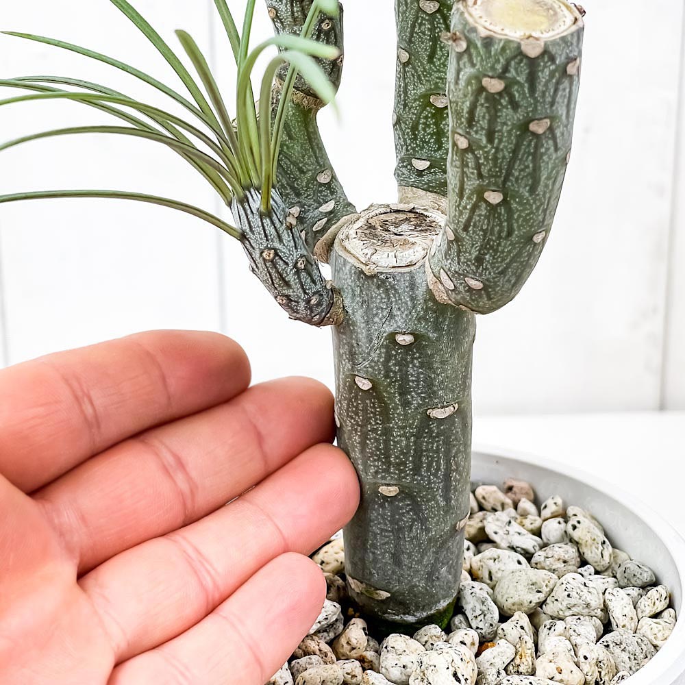 PLANCHU 観葉植物 モンキーツリー 4号樹脂鉢 ホワイト サスティー付き 受け皿付き 育て方説明書付き Senecio kleinia neriifolia セネシオ クレイニア 天竜 多肉植物