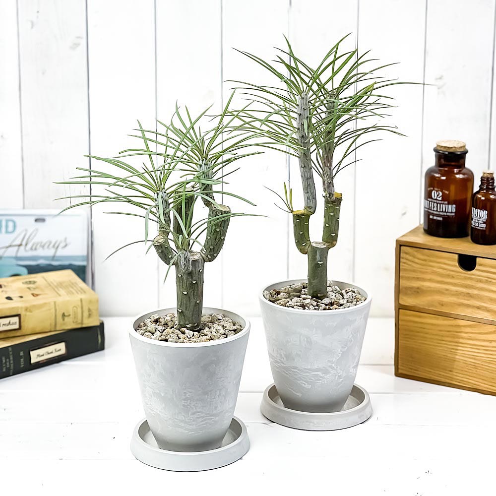 PLANCHU 観葉植物 モンキーツリー 4号樹脂鉢 ホワイト 2鉢セット サスティー付き 受け皿付き 育て方説明書付き Senecio kleinia neriifolia セネシオ クレイニア 天竜